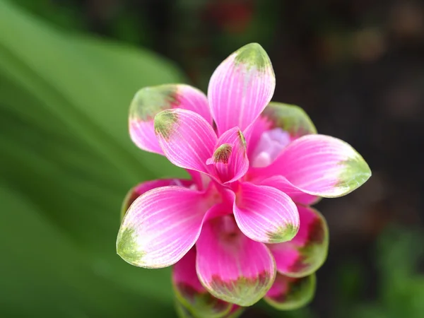 Селективное фокусирование на цветке куркумы — стоковое фото