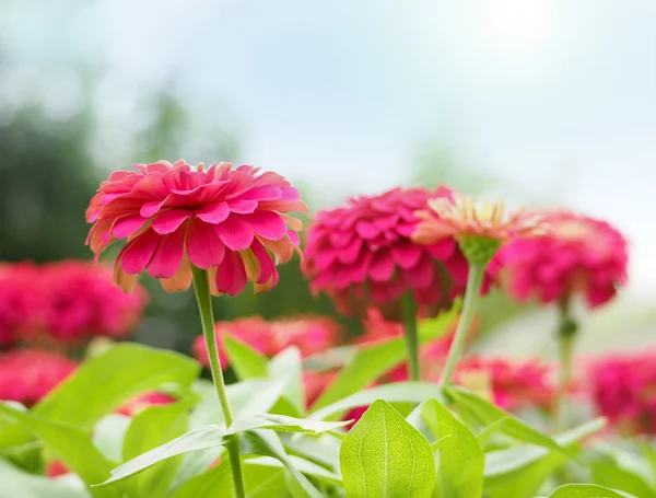 Ζίννια λουλούδια bloomming για το πάρκο — Φωτογραφία Αρχείου