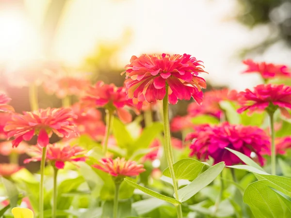 Concentrazione selettiva sui fiori di zinnia — Foto Stock