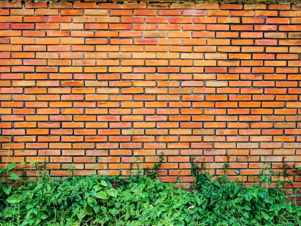 Pianta edera arrampicata su invecchiato muro di mattoni gialli — Foto Stock