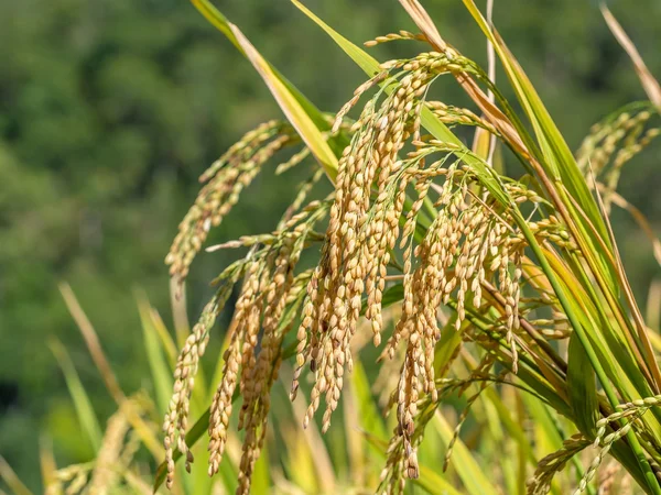 Moget ris på fältet paddy — Stockfoto