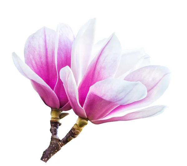 Roze magnolia bloemen geïsoleerd op wit — Stockfoto