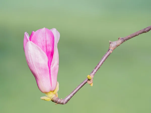 Hermosa flor de magnolia en verde — Foto de Stock