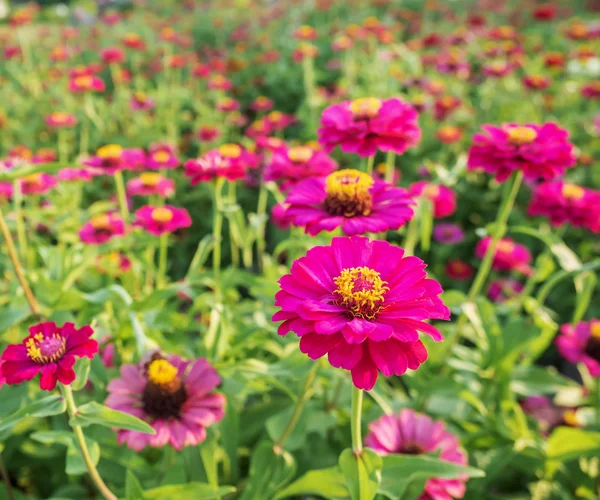 야외 공원에 백 일초 꽃 — 스톡 사진
