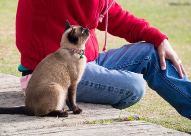 Siam kedi Moon elmas veya mühür kahverengi, Wichianma olarak da bilinir adı