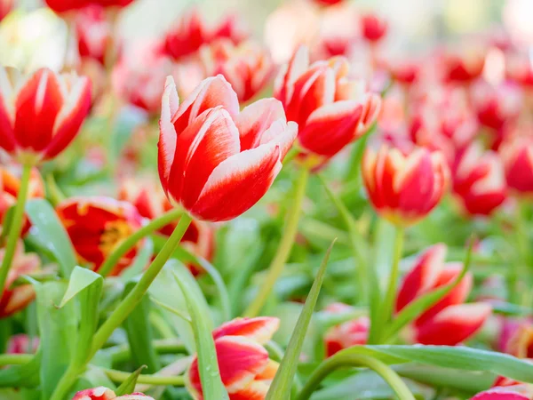 Red tulips on the outdoor garden — Stock Photo, Image