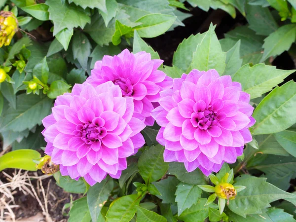 Hermosa flor de dalia en la naturaleza — Foto de Stock