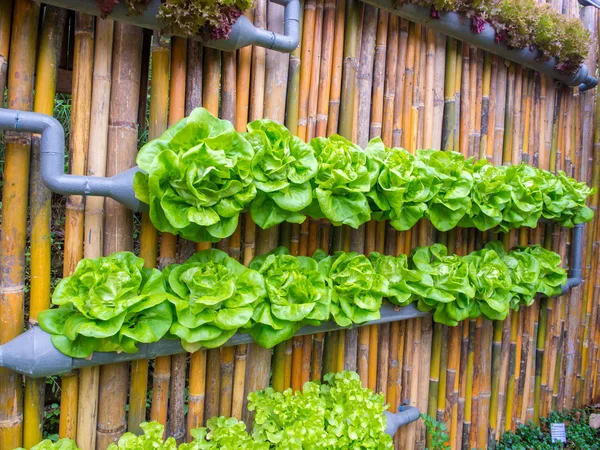 Plantaardige in gedecoreerde muur verticale tuin — Stockfoto