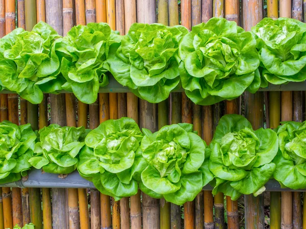 Plantaardige in gedecoreerde muur verticale tuin idee — Stockfoto