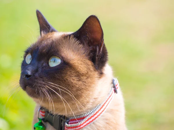 Sião gato chamado Moon Diamond ou marrom selo, também chamado Wichianma — Fotografia de Stock