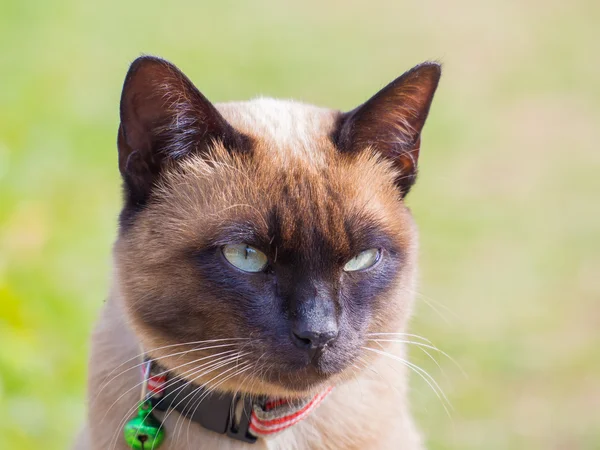 Gato siamês chamado Moon Diamond ou marrom selo, também chamado de Wichia — Fotografia de Stock