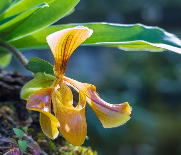 Paphiopedilum orchidea fiore in azienda — Foto Stock