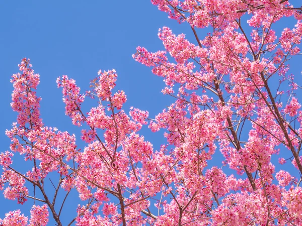 Pink cherry blossom on blue sky background — Stock Photo, Image