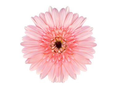 güzel gerbera çiçek yakın çekim