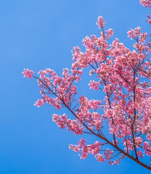 Rosa Kirschblüte auf blauem Himmel Hintergrund — Stockfoto