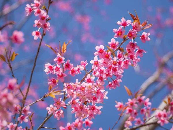 Rosa Kirschblüte auf blauem Himmel Hintergrund — Stockfoto