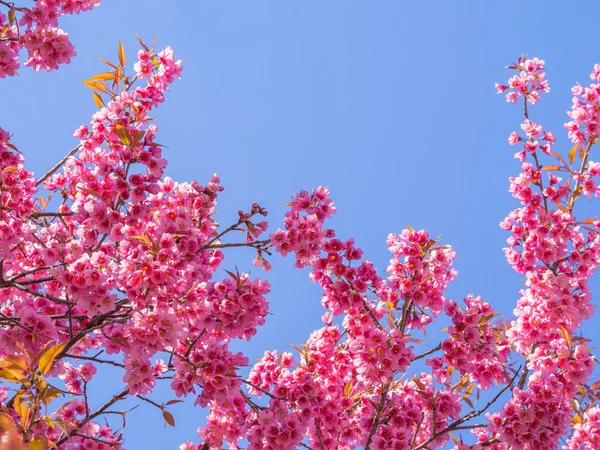 Rosa Kirschblüte auf blauem Himmel Hintergrund — Stockfoto