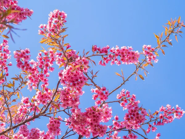 Rosa Kirschblüte auf blauem Himmel Hintergrund — Stockfoto