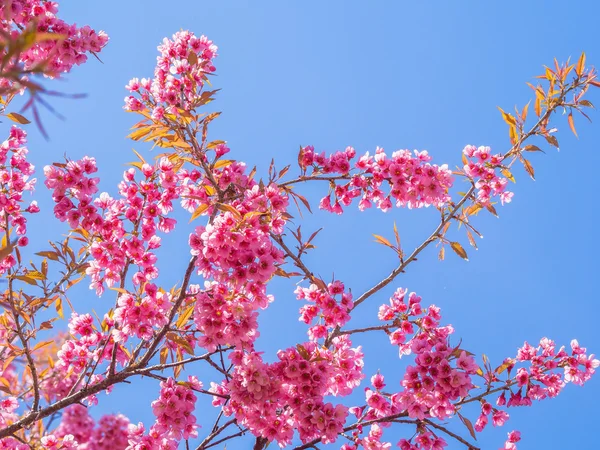 Pink cherry blossom on blue sky background — Stock Photo, Image