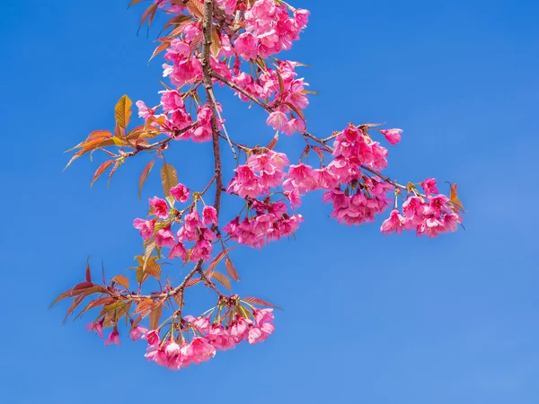 Pink cherry blossom on blue sky background — Stock Photo, Image