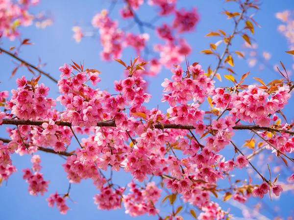 Rosa Kirschblüte auf blauem Himmel Hintergrund — Stockfoto