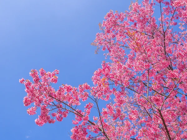 Pink cherry blossom on blue sky background — Stock Photo, Image