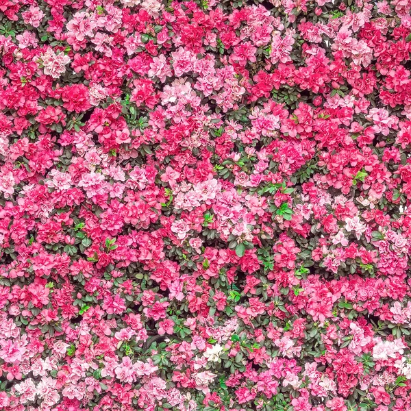 Hermosas flores decoradas en la pared de fondo vertical —  Fotos de Stock