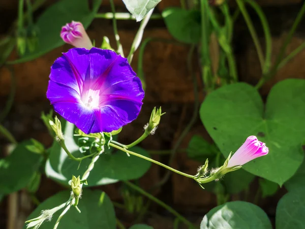 Morning glory flower on the outdoor park — Stock Photo, Image