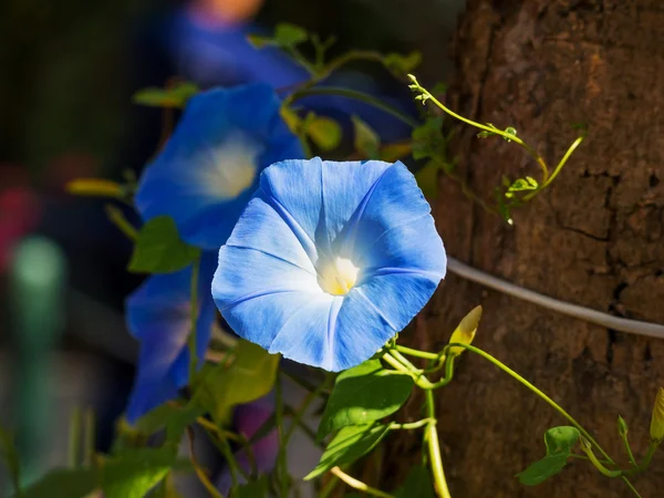 Flor de la gloria de la mañana en el parque al aire libre —  Fotos de Stock