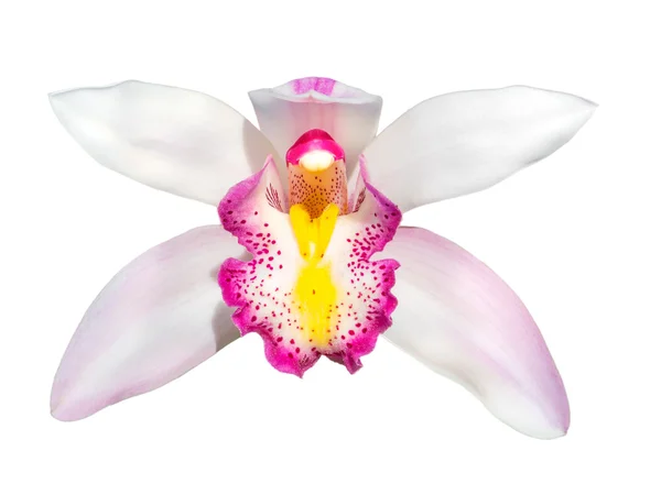 Cymbidium Orchidee Blütenkopf isoliert — Stockfoto