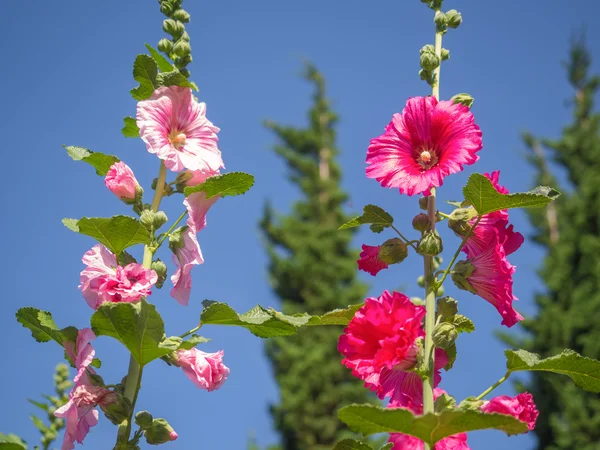 Kolorowy kwiat głowy Hollyhock na niebieski — Zdjęcie stockowe