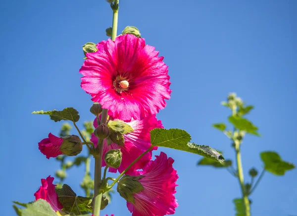 Kolorowy kwiat głowy Hollyhock — Zdjęcie stockowe