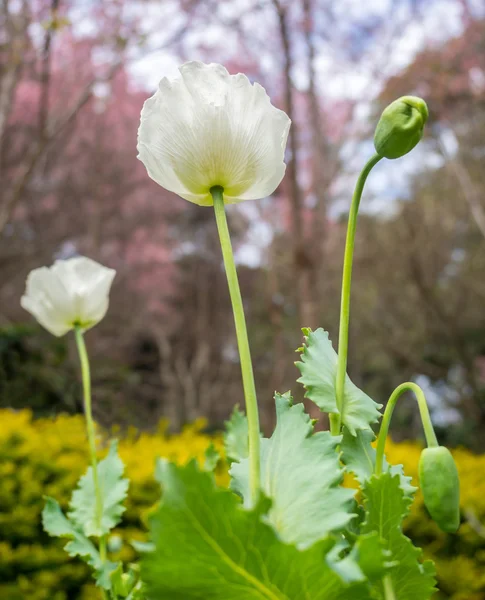 Poppy flower, also know as Opium plant — Stock Photo, Image