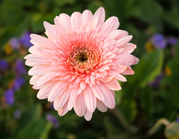 Perto de flor de gerbera bonita — Fotografia de Stock