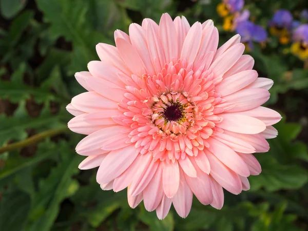 Κοντινό πλάνο όμορφη ζέρμπερες λουλούδι — Φωτογραφία Αρχείου