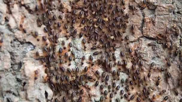 Grupo de termitas caminando sobre la corteza del árbol — Vídeos de Stock