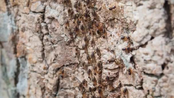 Group of termite walking on the bark of tree — Stock Video