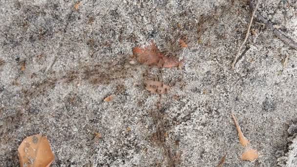 Groupe de termites marchant sur l'écorce de l'arbre — Video