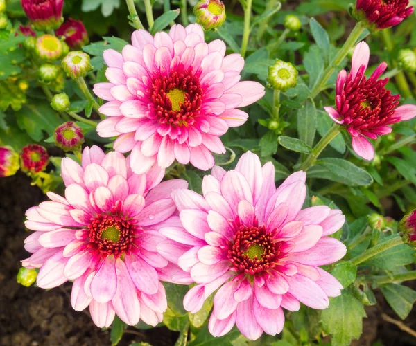 Close up van kleurrijke chrysant bloemen — Stockfoto