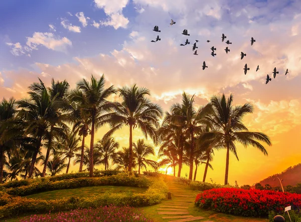 Palmeiras de coco no pôr-do-sol colorido — Fotografia de Stock