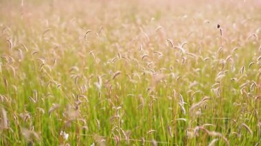 yabani otlar çiçek rüzgarda