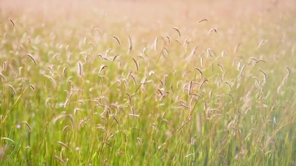 Květy divoké trávy ve větru s nějaké kapky deště — Stock video
