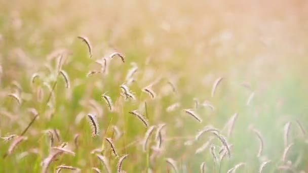 Květy divoké trávy ve větru — Stock video