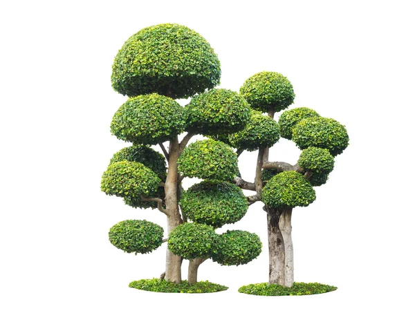 Zöld fa és elszigetelt pot művészi törpe — Stock Fotó
