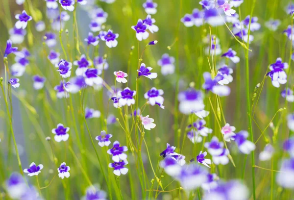 Wild flower field with soft light effect added — Stock Photo, Image