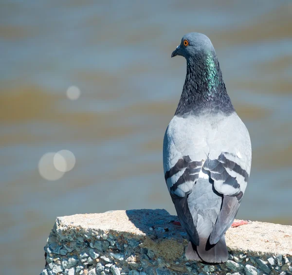 Pigeon bird in nature on blur of water background — Stock Photo, Image