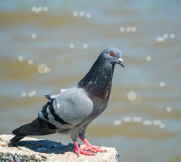 Pigeon bird in nature on blur of water background — Stock Photo, Image