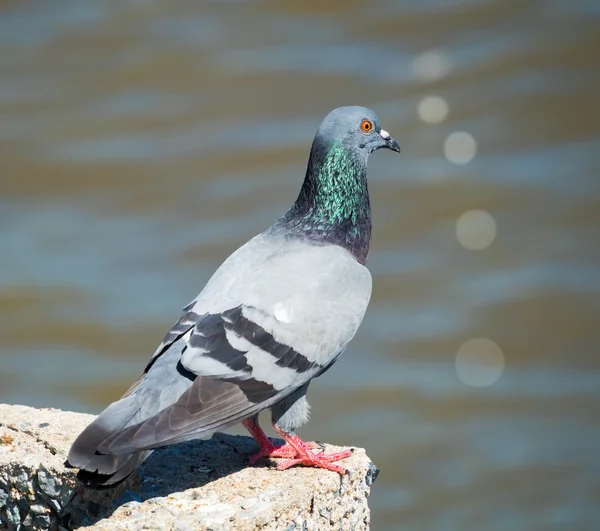 Taubenvogel in der Natur auf verschwommenem Wasserhintergrund — Stockfoto