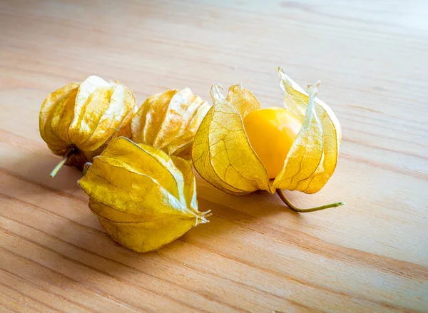 Mys angrešt (Physalis) — Stock fotografie