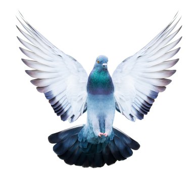 izole eylem uçan yerli pigeon kuş